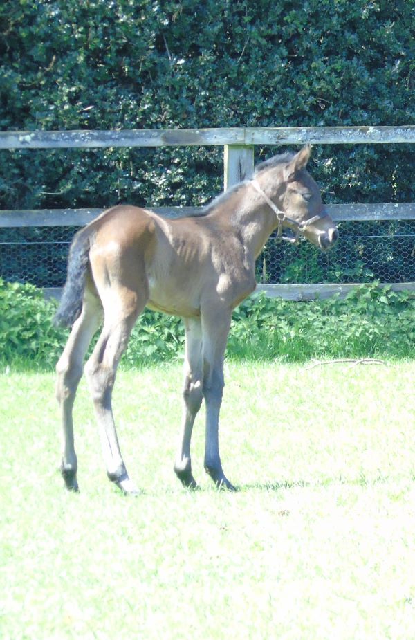 2023 filly by Cotai Glory